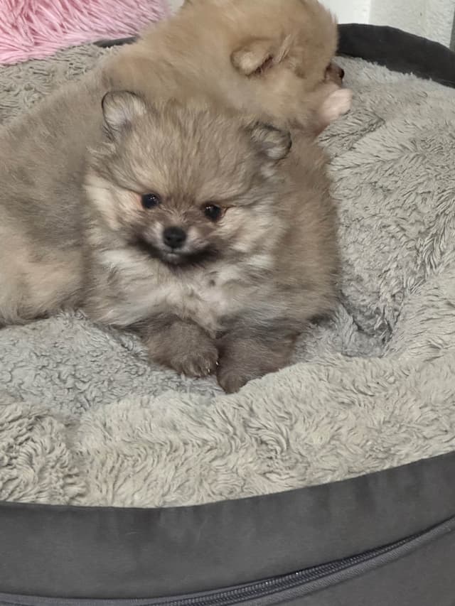 Pomeranian Puppies media 2