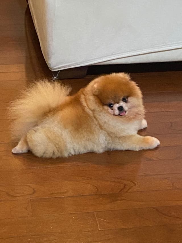 Pomeranian Puppies media 7