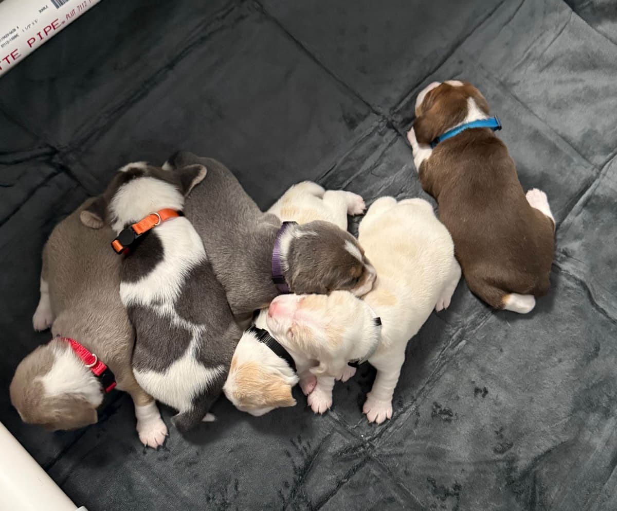 Beagle Puppies breeder image 1