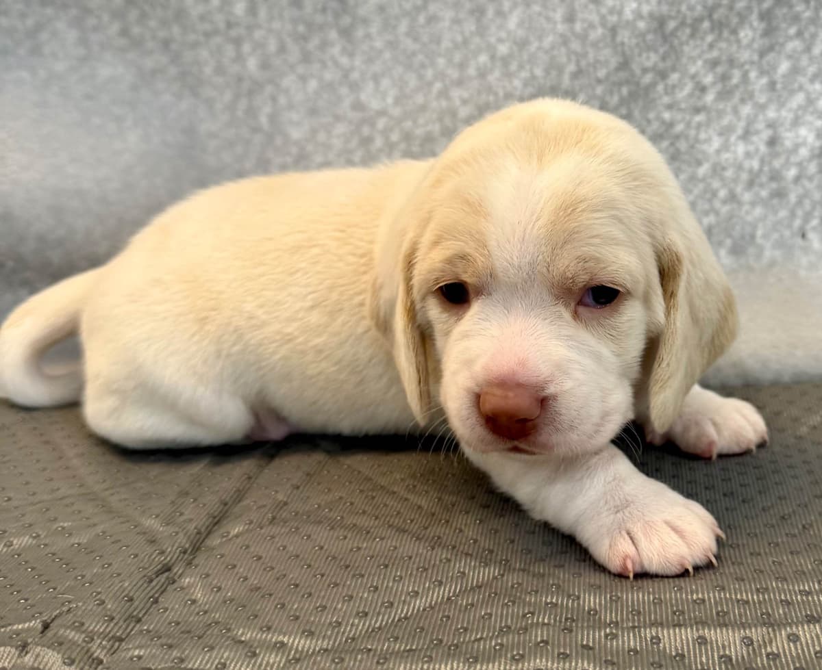Beagle Puppies breeder image 4