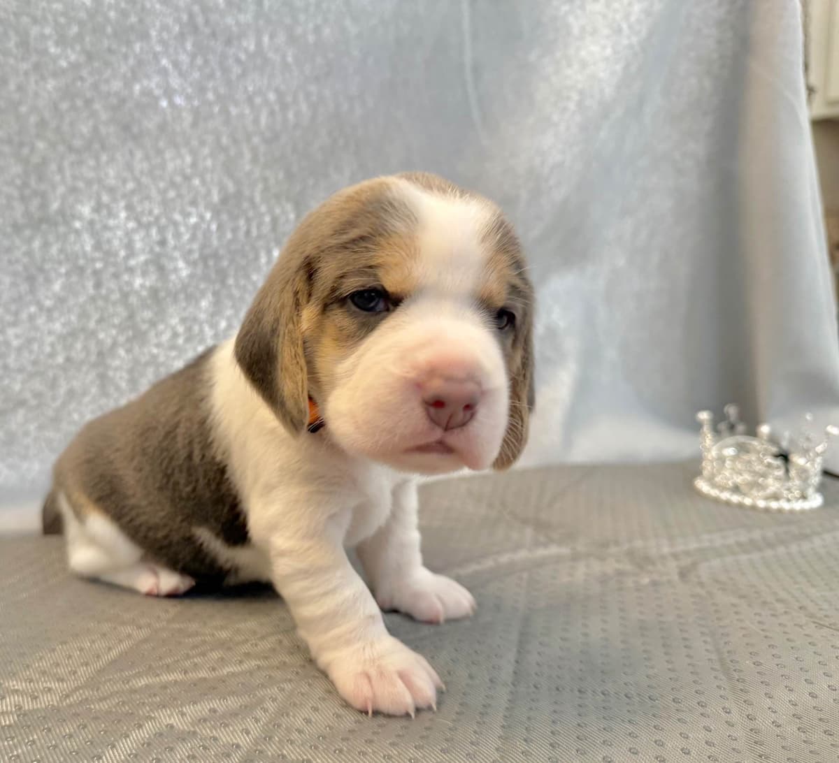 Beagle Puppies breeder image 9
