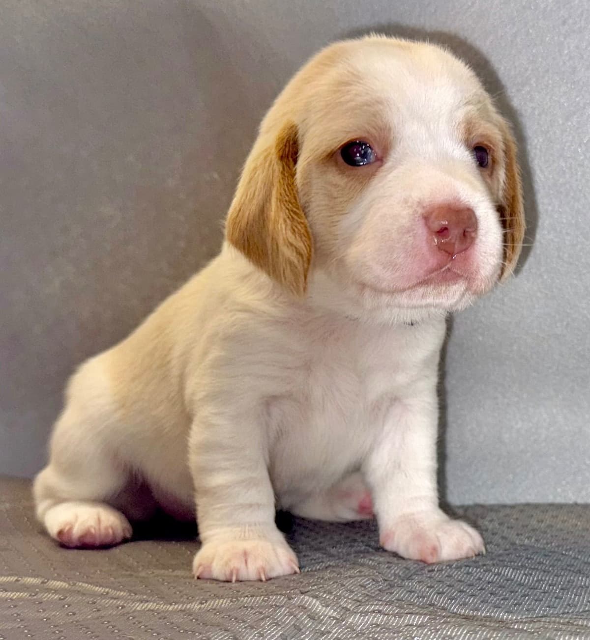 Beagle Puppies breeder image 5