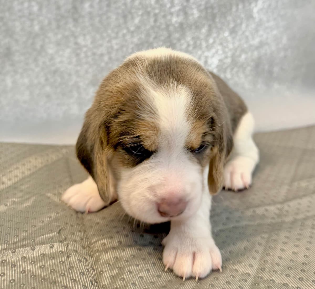 Beagle Puppies breeder image 10