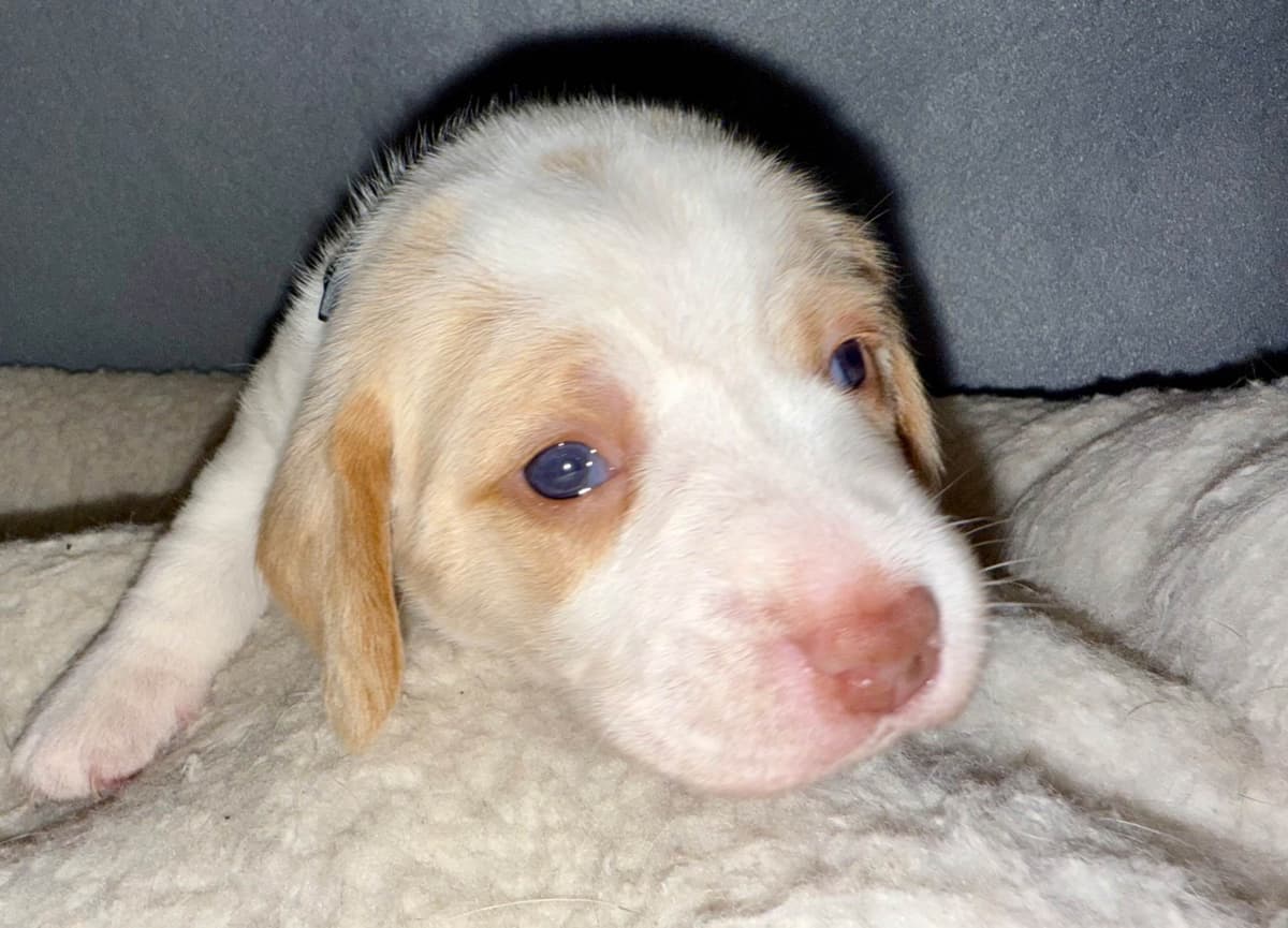 Beagle Puppies breeder image 6