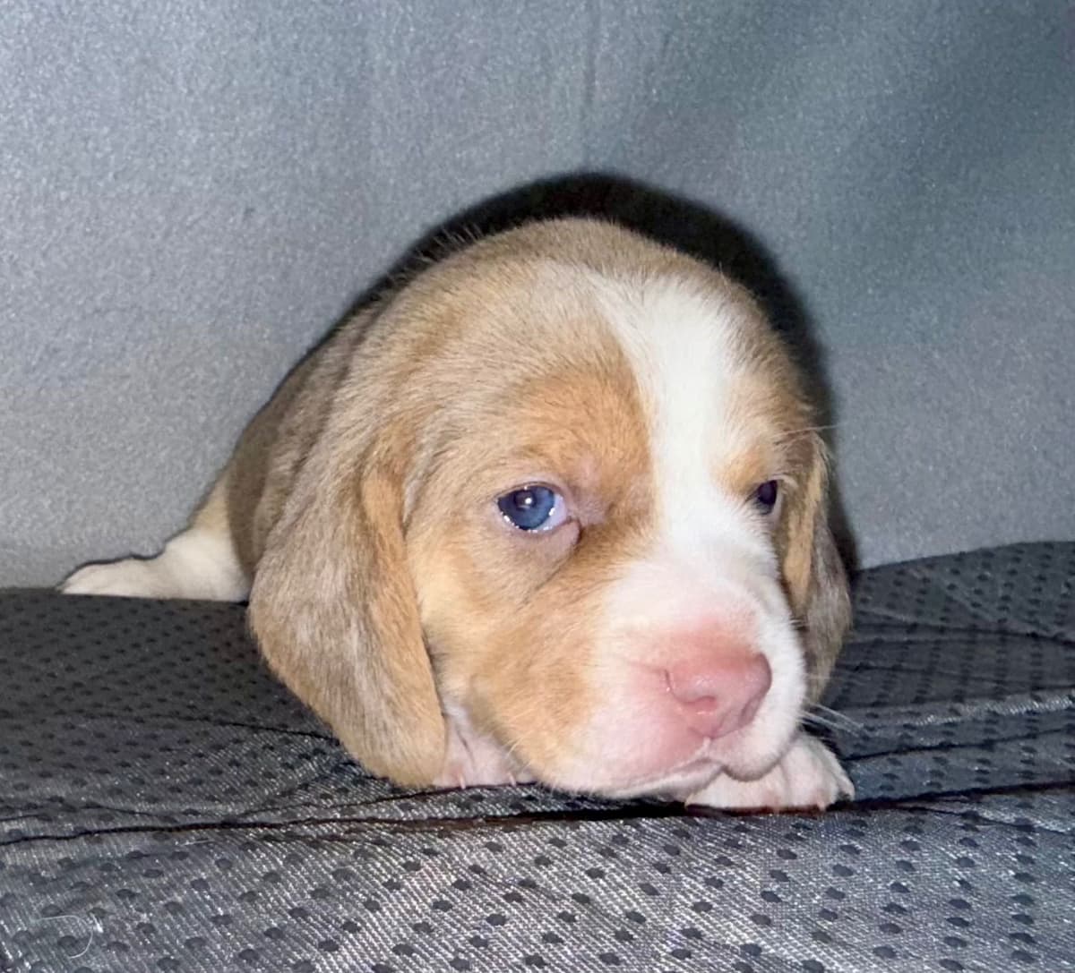 Beagle Puppies breeder image 7