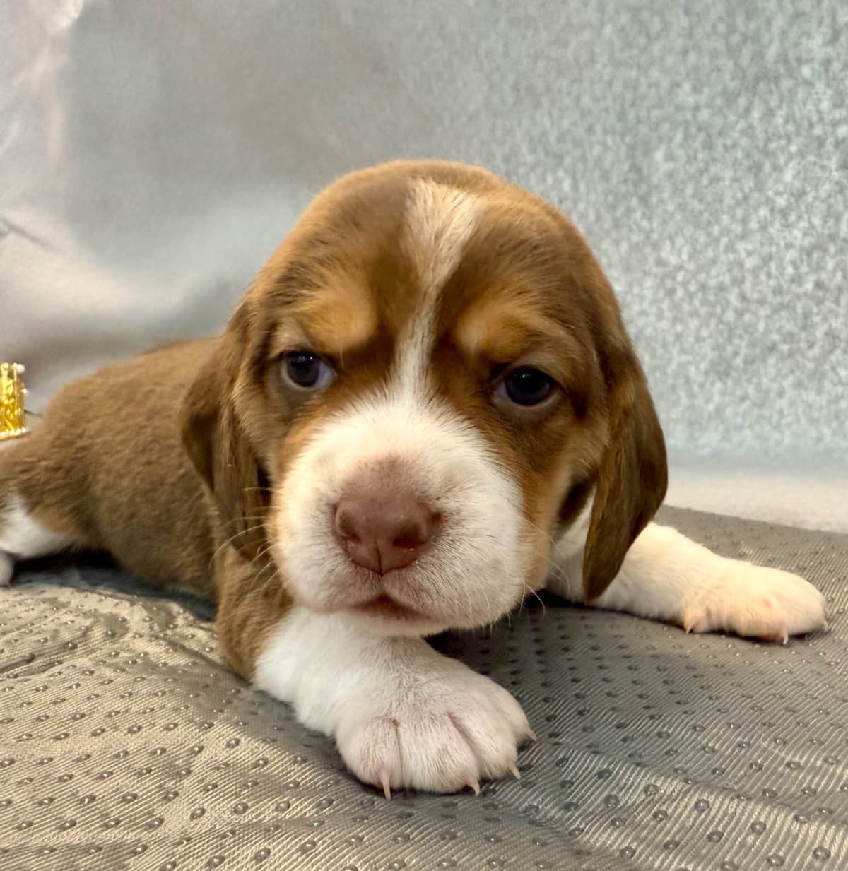 Beagle Puppies breeder image 11