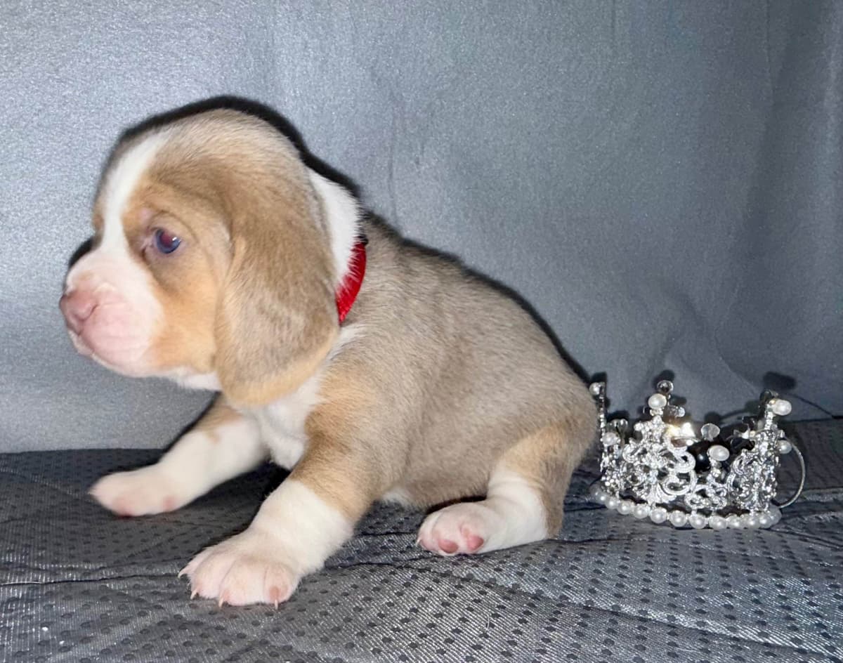 Beagle Puppies breeder image 8