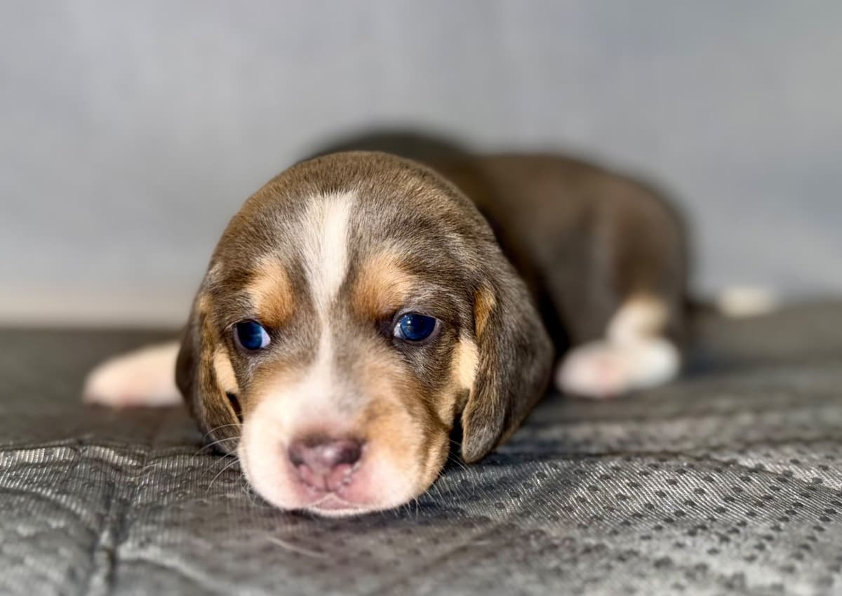 Beagle Puppies breeder image 13