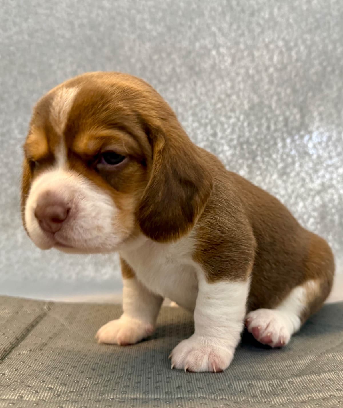 Beagle Puppies breeder image 12