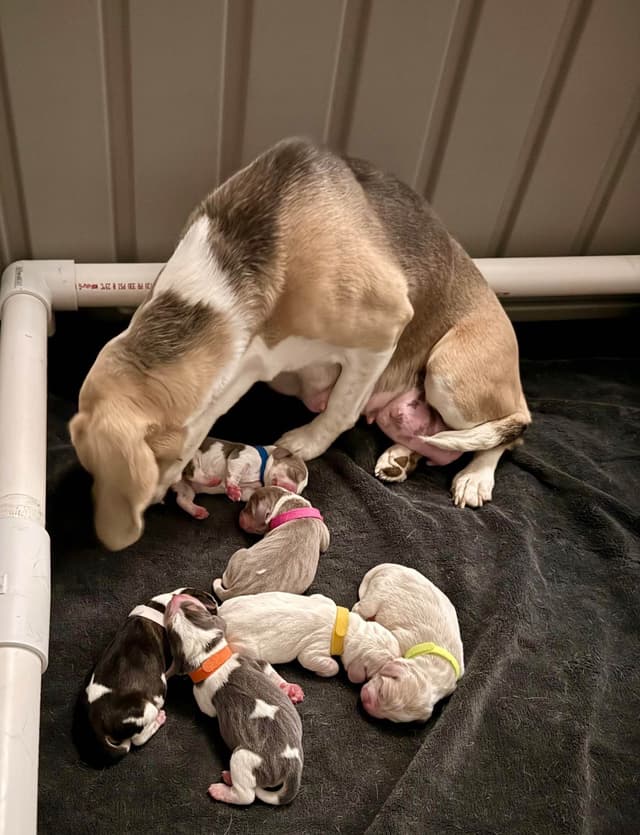 Beagle Puppies media 2