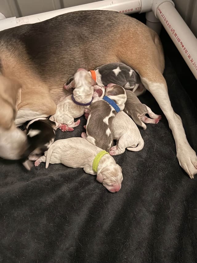 Beagle Puppies media 3