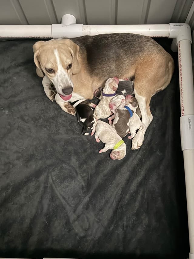 Beagle Puppies media 4