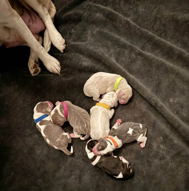 Beagle Puppies media 5