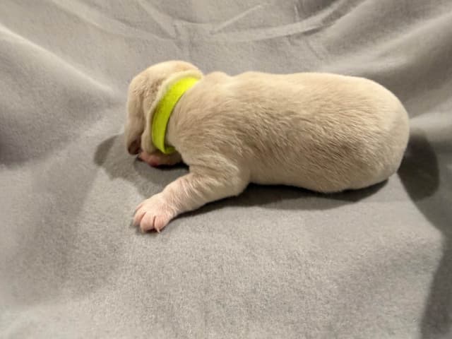 Beagle Puppies media 7