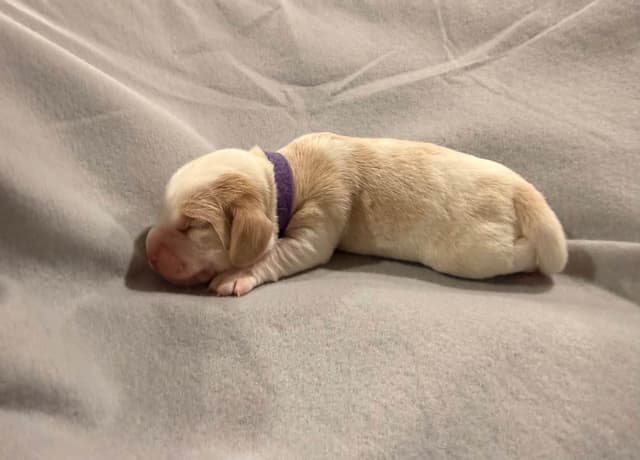 Beagle Puppies media 6