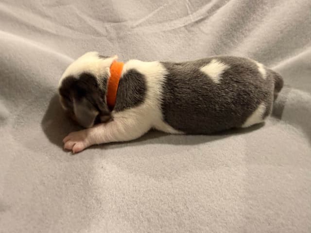Beagle Puppies media 12