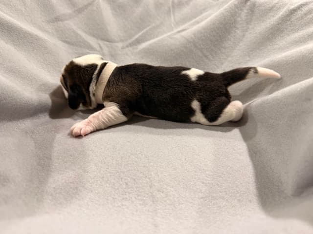 Beagle Puppies media 8