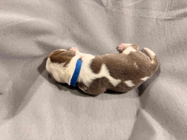 Beagle Puppies media 11