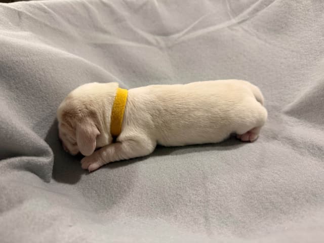 Beagle Puppies media 10