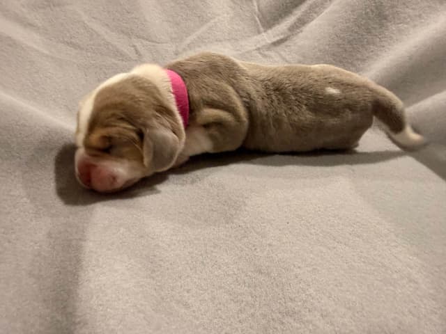 Beagle Puppies media 13
