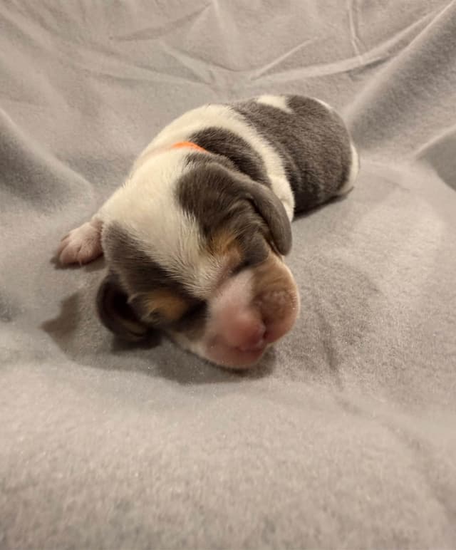 Beagle Puppies media 15