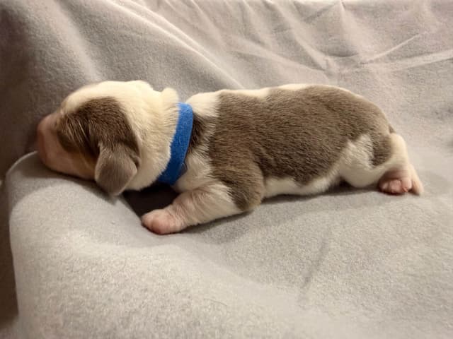 Beagle Puppies media 14