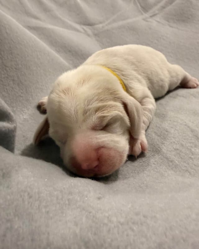 Beagle Puppies media 16