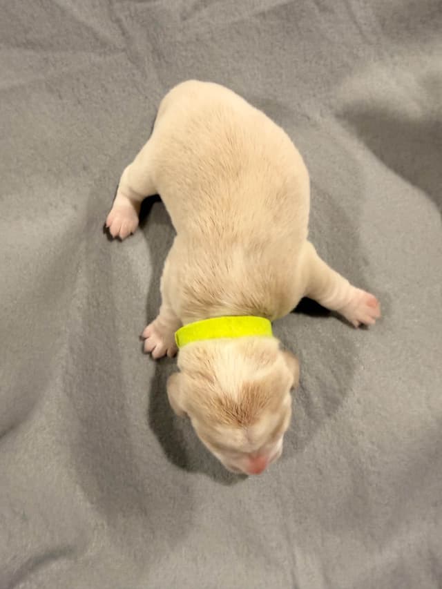 Beagle Puppies media 20