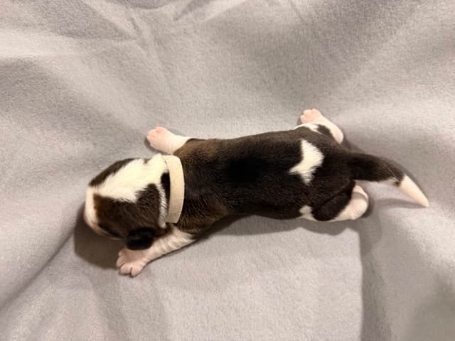 Beagle Puppies media 18