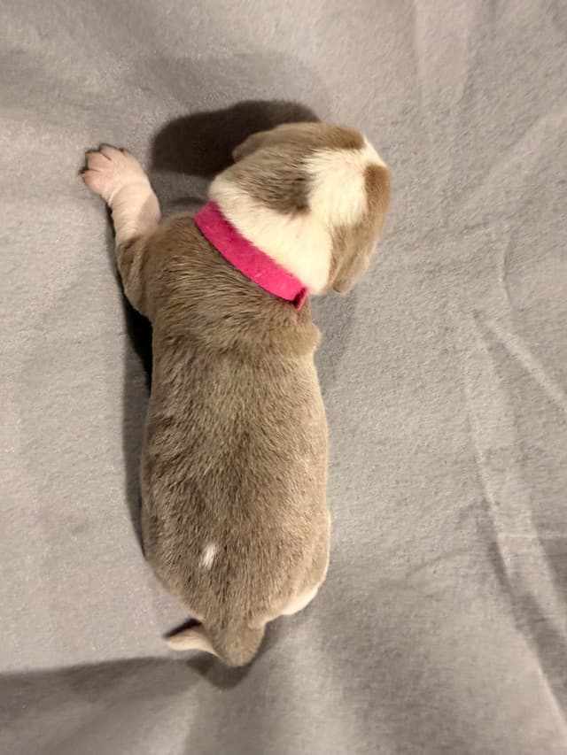 Beagle Puppies media 19