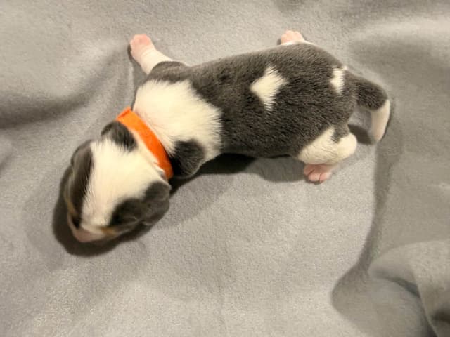 Beagle Puppies media 24