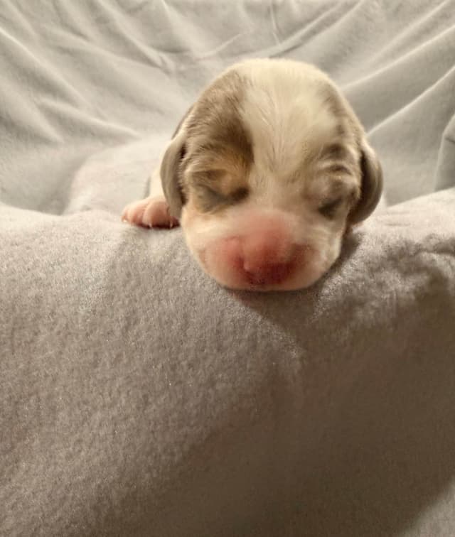 Beagle Puppies media 17