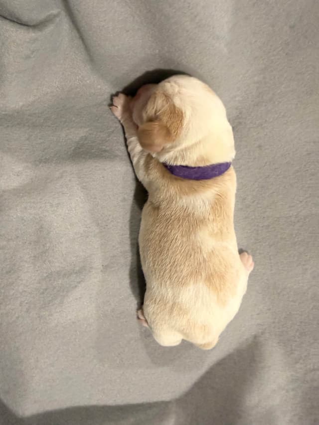 Beagle Puppies media 25