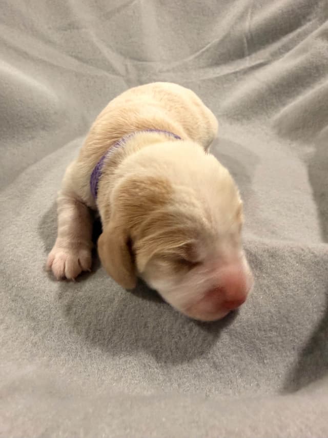 Beagle Puppies media 23