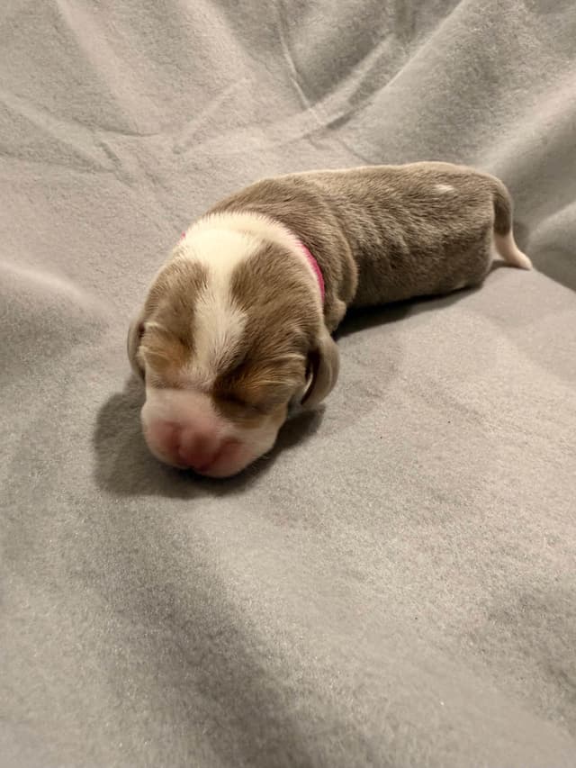 Beagle Puppies media 22