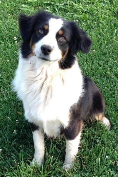 Miniature American Shepherd Puppies breeder image 2