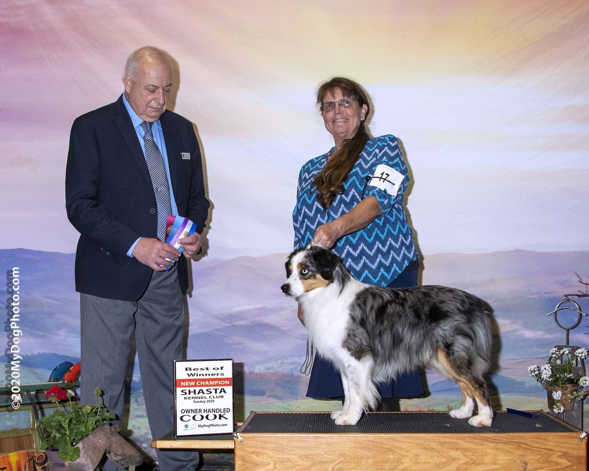 Miniature American Shepherd Puppies breeder image 4