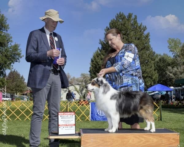 Miniature American Shepherd Puppies breeder image 6