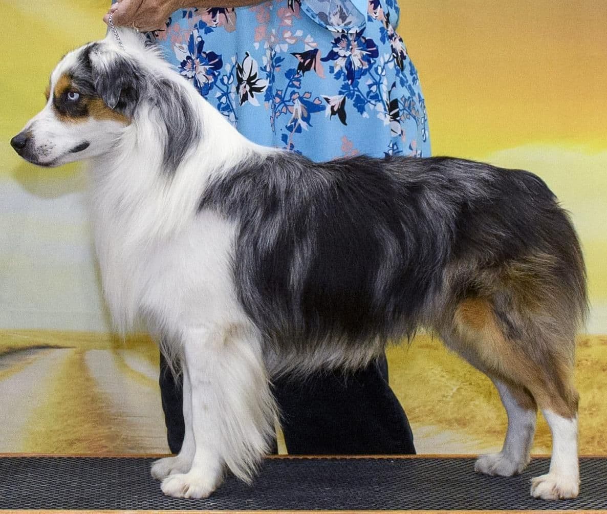Miniature American Shepherd Puppies breeder image 8