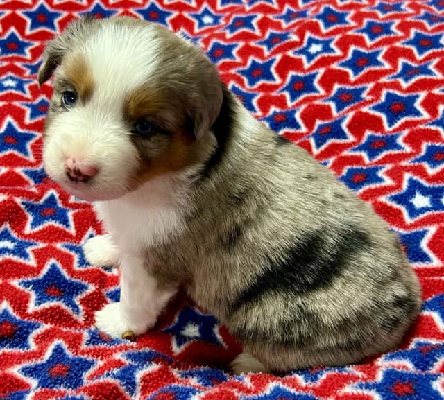 Miniature American Shepherd Puppies media 3