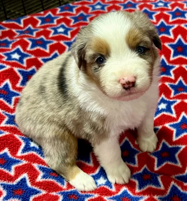 Miniature American Shepherd Puppies media 4