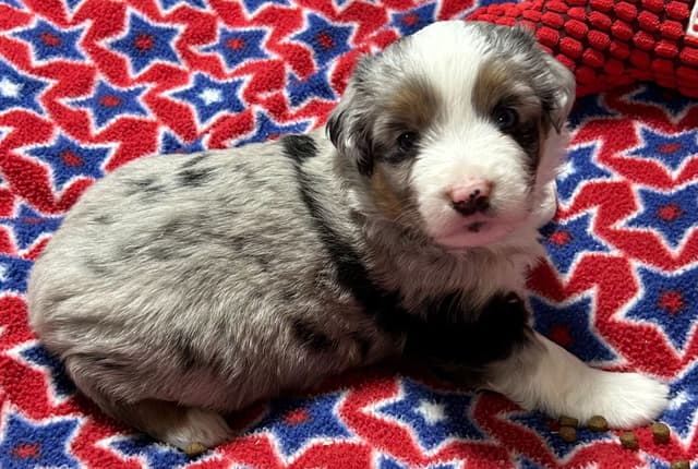 Miniature American Shepherd Puppies media 6