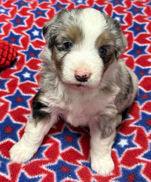 Miniature American Shepherd Puppies media 5