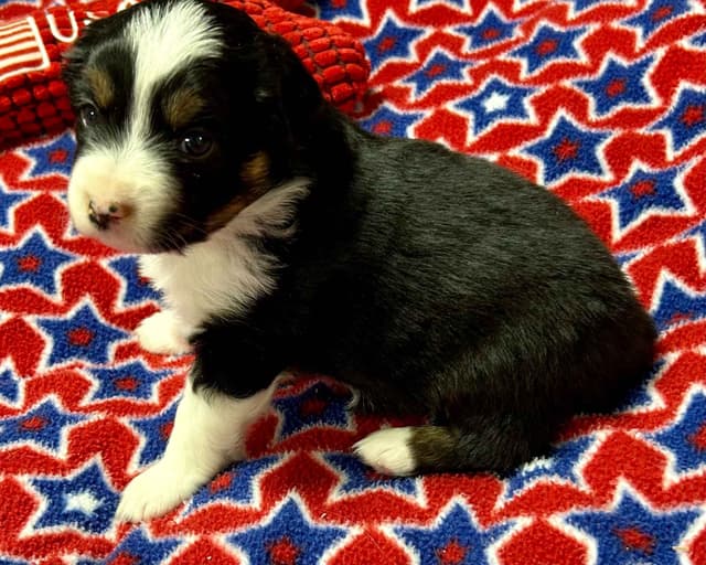 Miniature American Shepherd Puppies media 7