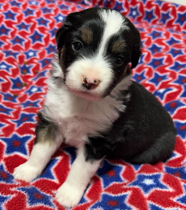 Miniature American Shepherd Puppies media 8