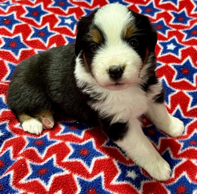 Miniature American Shepherd Puppies media 9