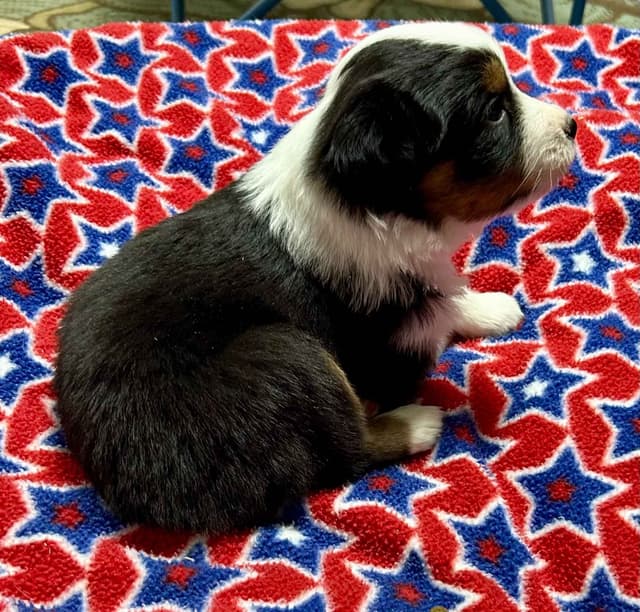 Miniature American Shepherd Puppies media 10
