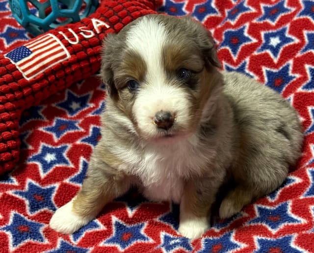 Miniature American Shepherd Puppies media 11