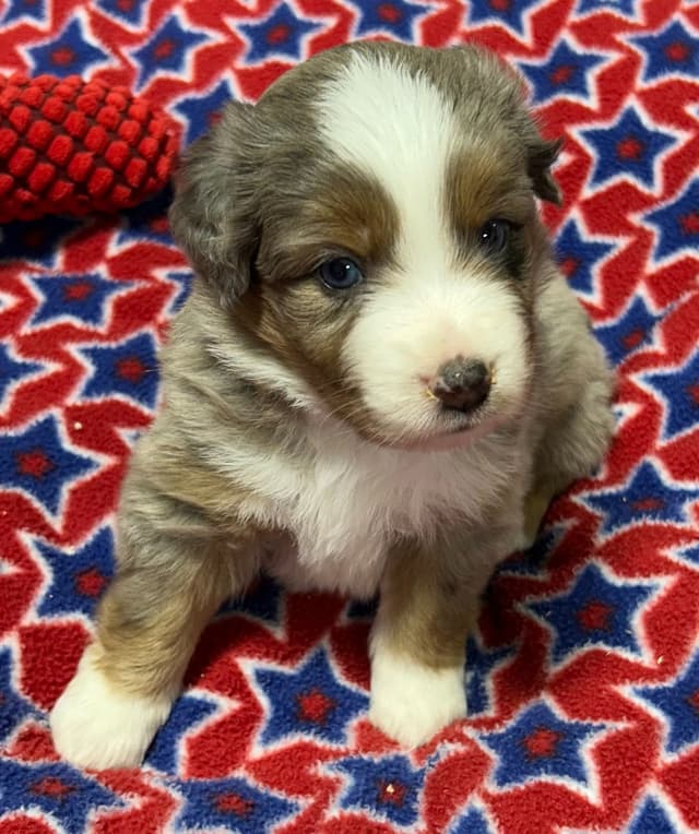Miniature American Shepherd Puppies media 12