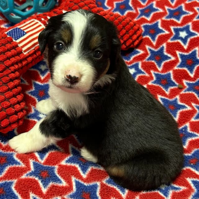 Miniature American Shepherd Puppies media 13